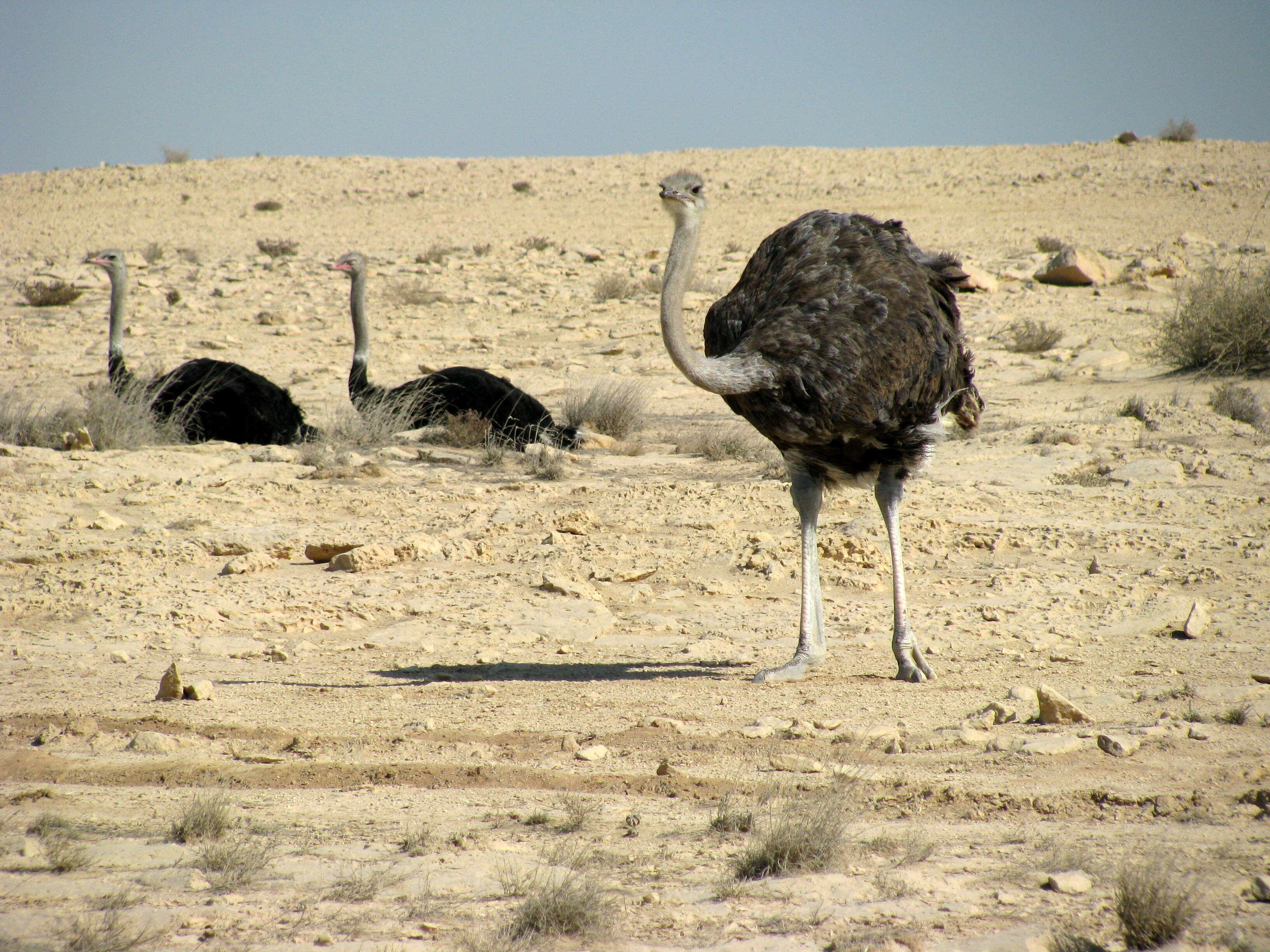 Image of ostriches