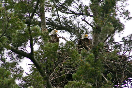 Image of eastern white pine