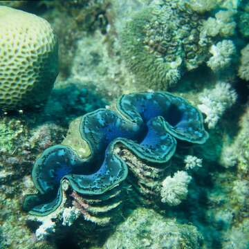 Image of Small giant clam