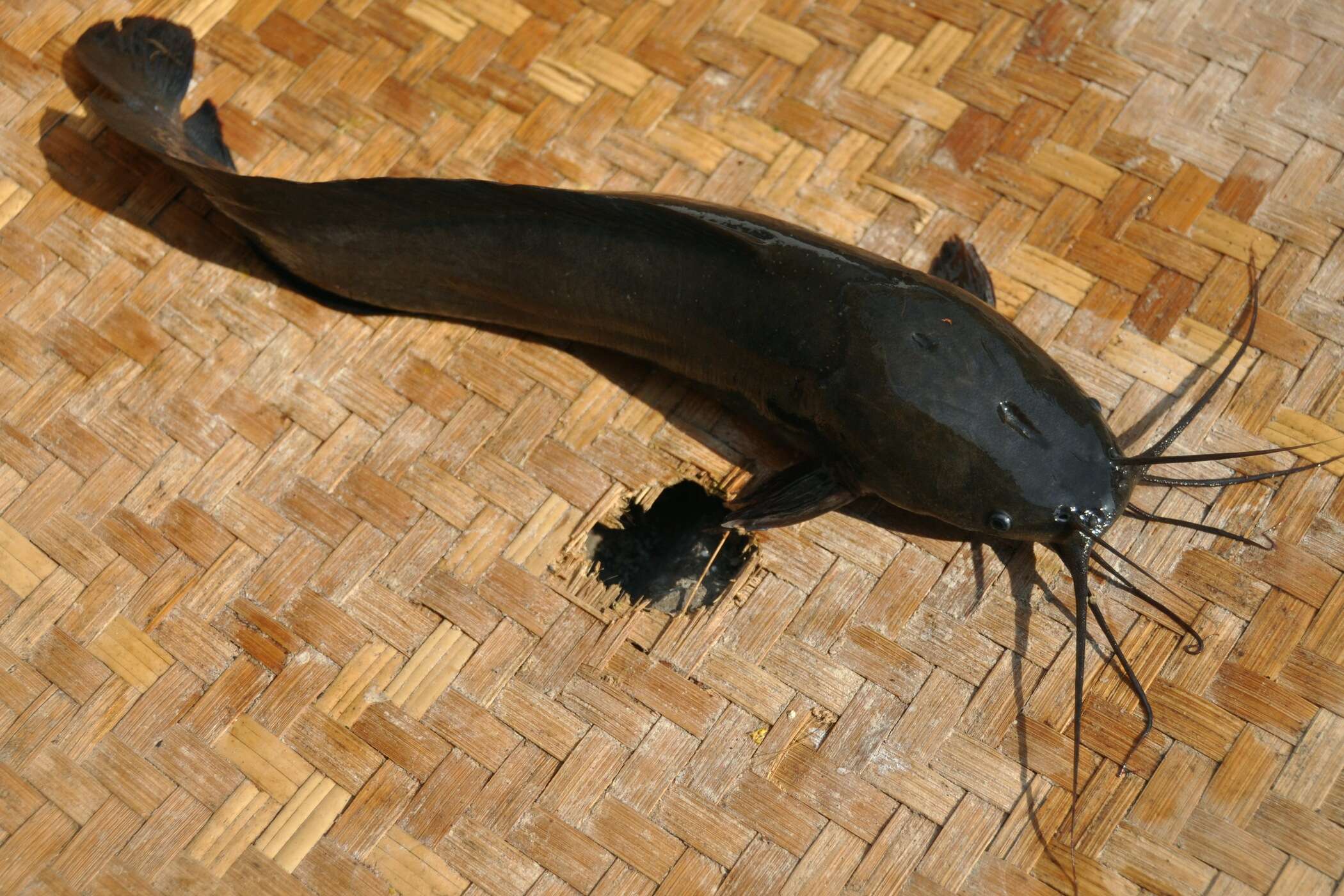 Image of Walking catfish