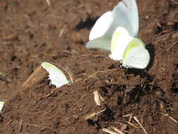 Image of Eurema elathea (Cramer (1777))