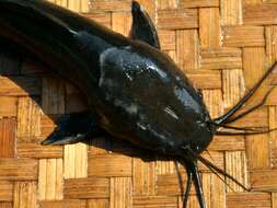 Image of Walking catfish