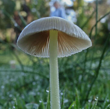 Image of Yellow Fieldcap