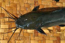 Image of Walking catfish