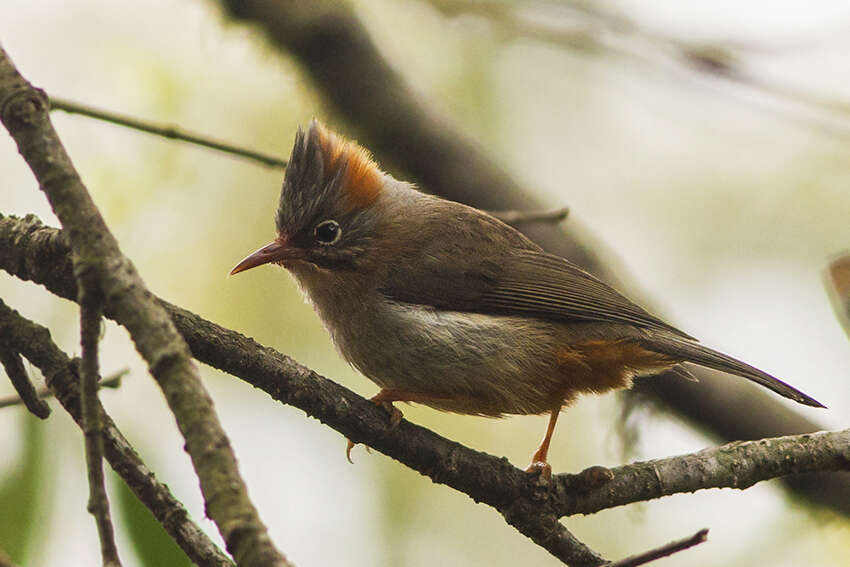 Image of Rufous-vented Yuhina