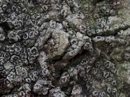 Image of pore lichen