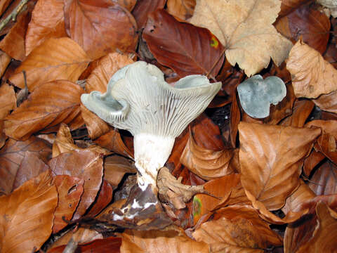 Image of Clitocybe odora (Bull.) P. Kumm. 1871