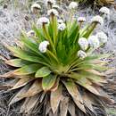 Image of Paepalanthus alpinus Körn.