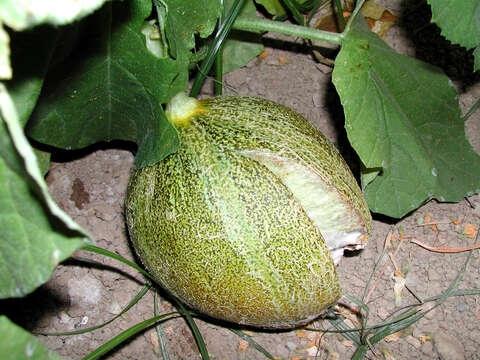 Image of Cucumis melo var. cantalupensis