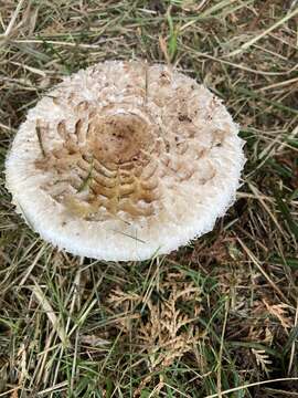 Image of Macrolepiota brunnescens Vellinga 2003