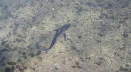 Image of Dusky Shark