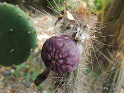 Plancia ëd Pilosocereus purpusii (Britton & Rose) Byles & G. D. Rowley