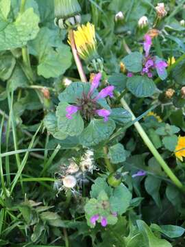 Image of Lamium confertum Fr.