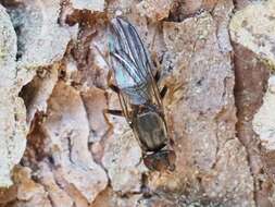 Image of Chyliza annulipes Macquart 1835