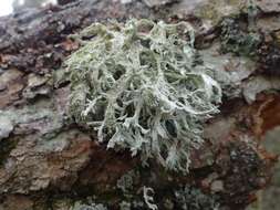 Image of ring lichen