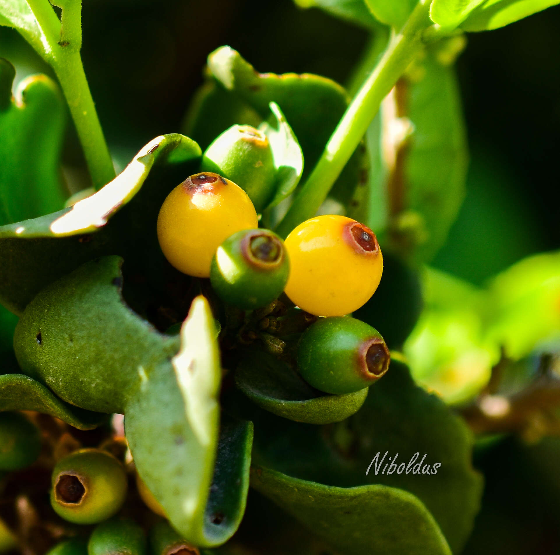 Image de Tristerix corymbosus (L.) J. Kuijt