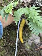 Image of California Banana Slug