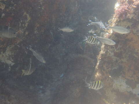 Image of Barred flagtail