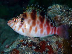 Image of Blotched Hawkfish