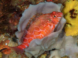 Image of Blotched Hawkfish