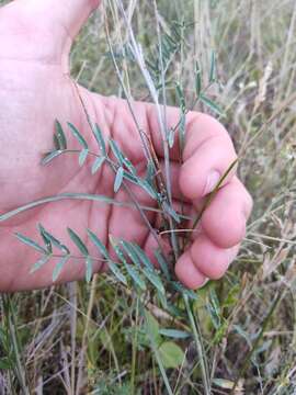 Image of Astragalus varius S. G. Gmelin