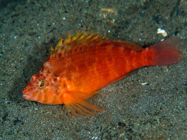 صورة Cirrhitichthys aureus (Temminck & Schlegel 1842)