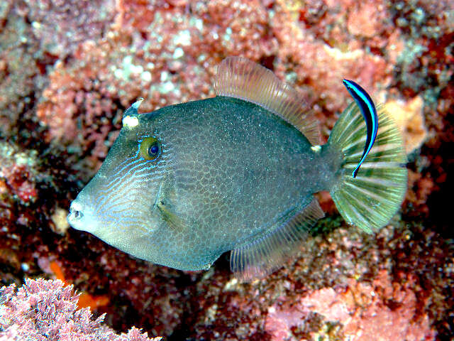 Image of Honeycomb Filefish