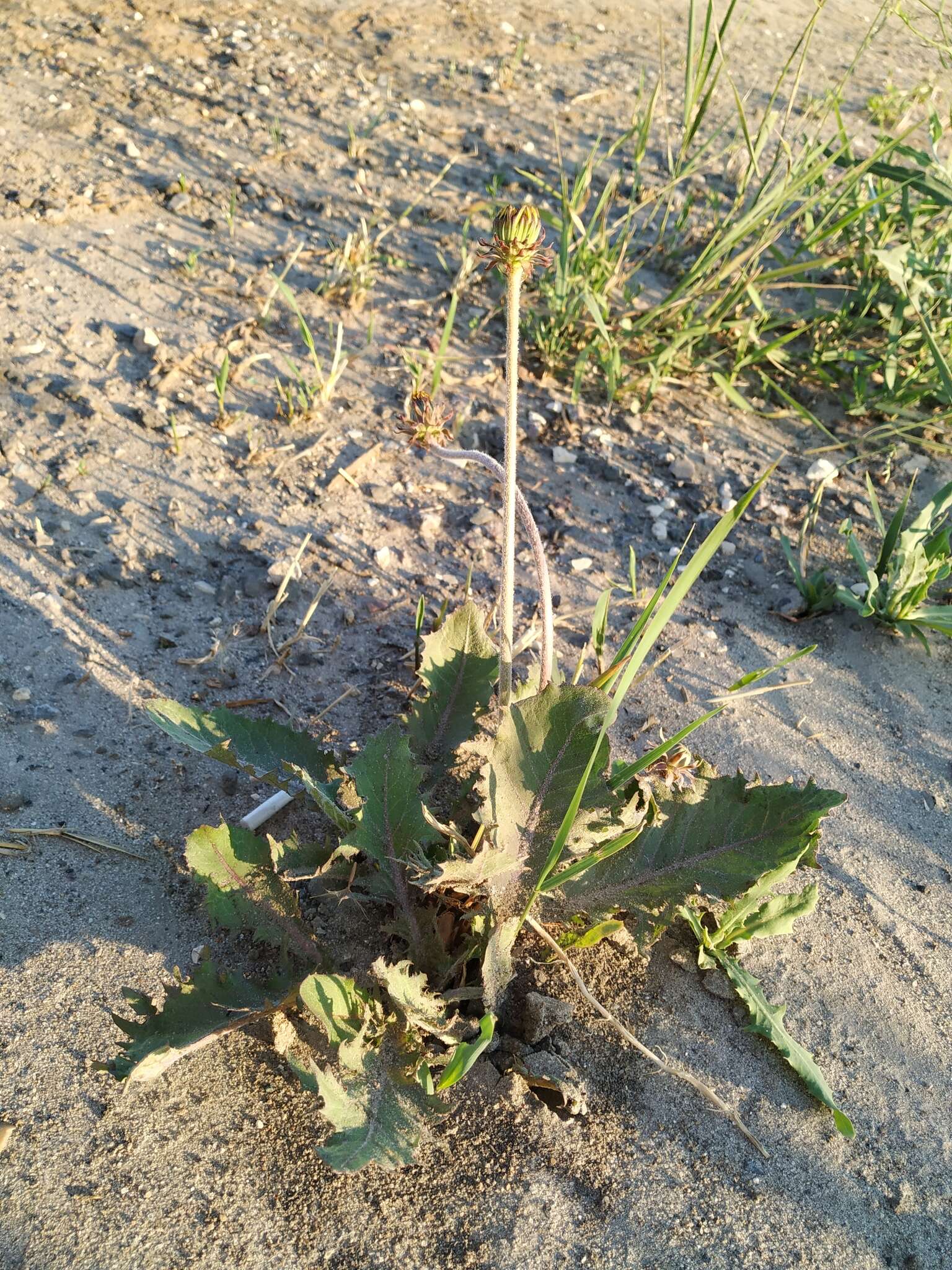 Sivun Taraxacum serotinum (Waldst. & Kit.) Poir. kuva