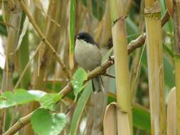 Image of Black-capped Warbling Finch