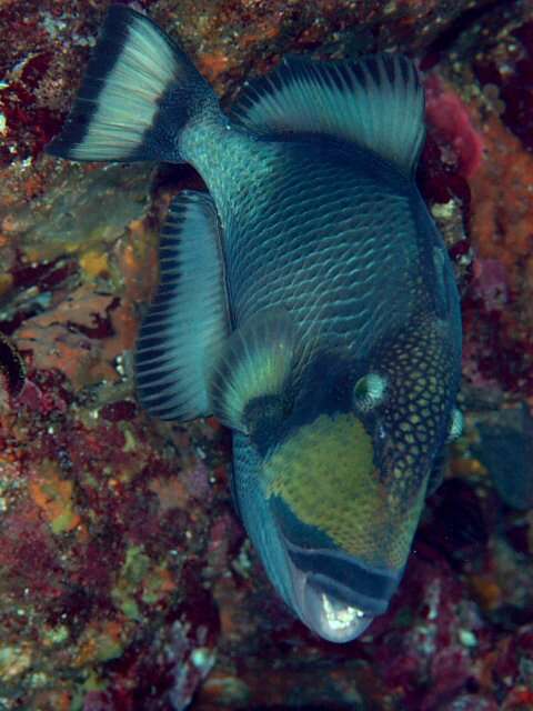 Image of Titan triggerfish