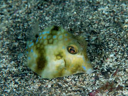 Image of Triangular boxfish