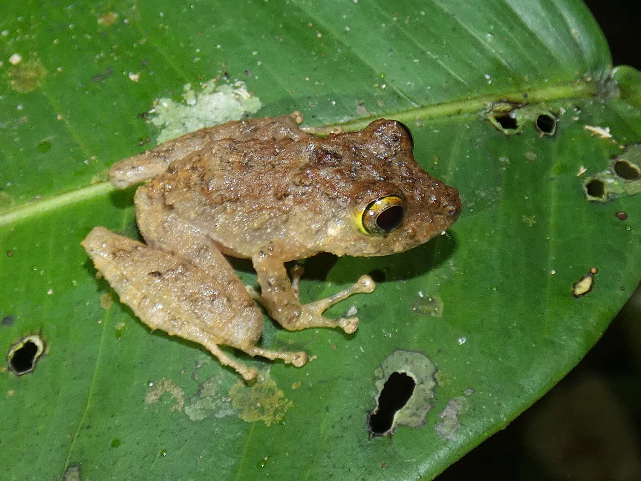 Image of Limon Robber Frog