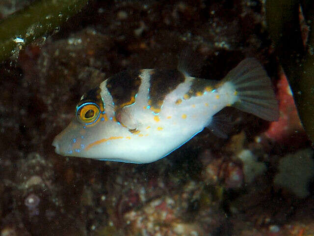 Слика од Canthigaster coronata (Vaillant & Sauvage 1875)