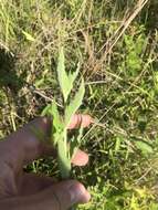 Image de Brickellia eupatorioides var. texana (Shinners) Shinners