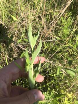 Image of false boneset