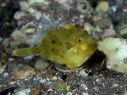 Image of Thread-sail filefish