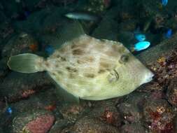 Image of Thread-sail filefish