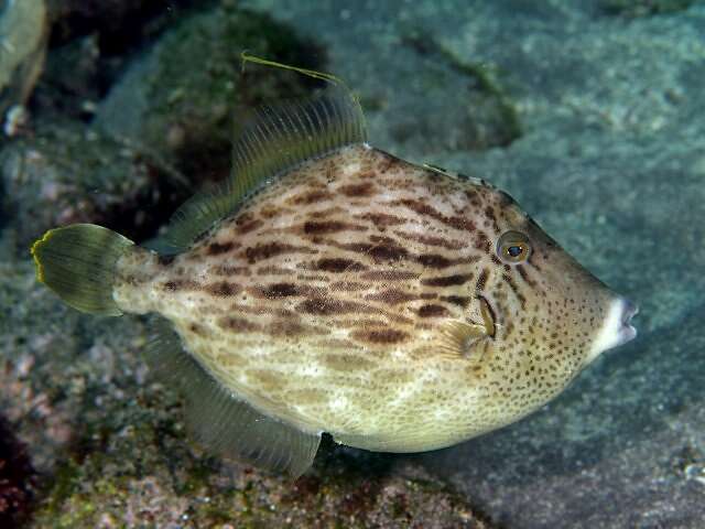 Image of Thread-sail filefish