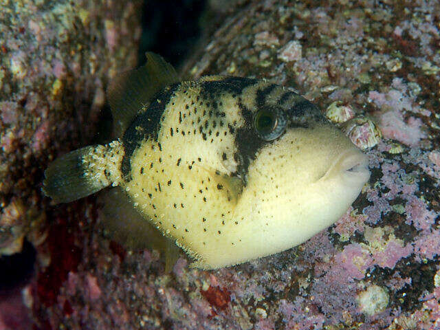 Image of Yellowmargin triggerfish