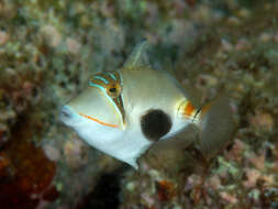 Image of Black patch triggerish