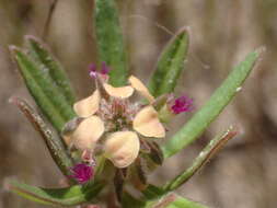 Polygala arenaria Willd.的圖片