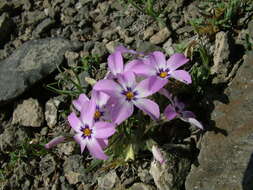 Image of Siberian phlox