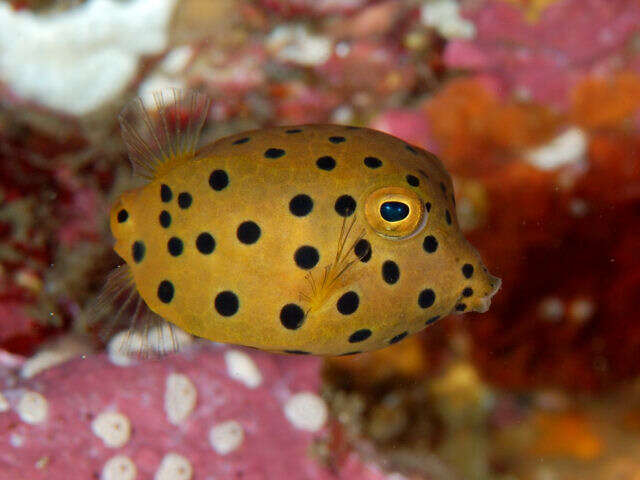 Image of Yellow boxfish