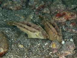 Image of Hairfinned Leatherjacket