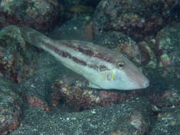 Image of Hairfinned Leatherjacket