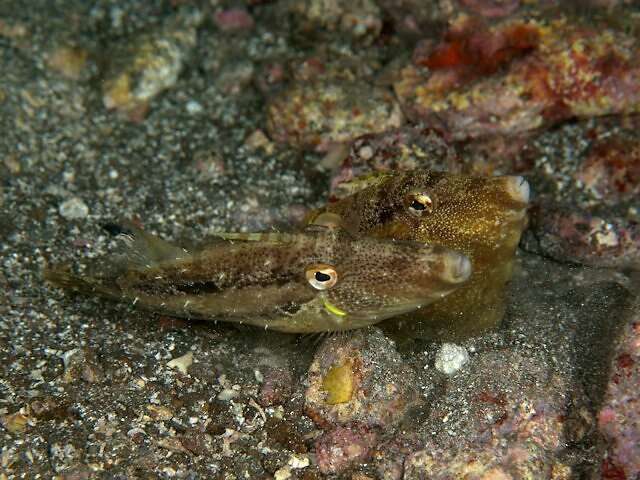 Image of Hairfinned Leatherjacket