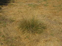 Image of deergrass