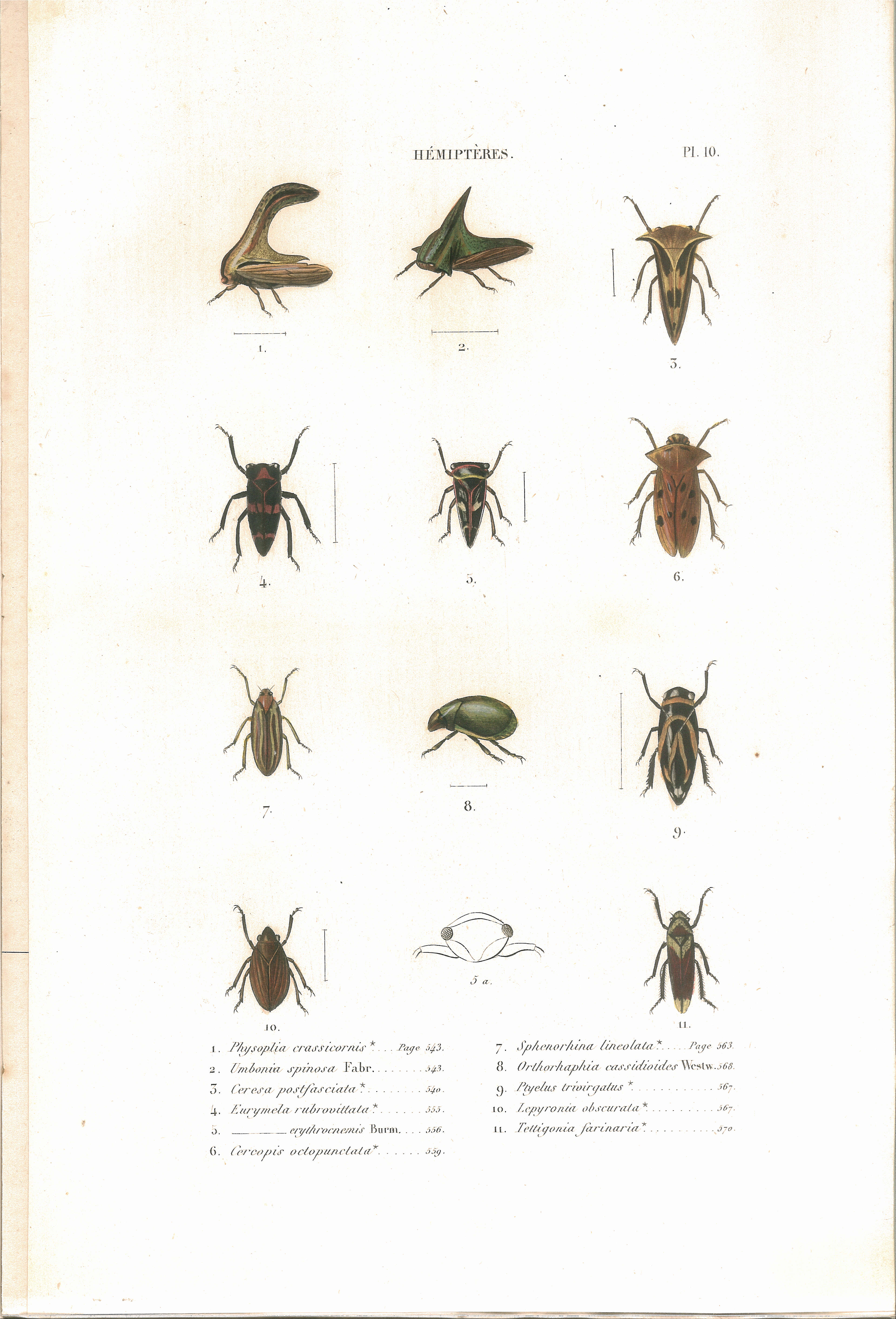 Image of Thorn Treehopper