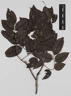 Image of Dalbergia madagascariensis var. poolii (Baker) Bosser & R. Rabev.