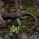 Hemidactylus brookii Gray 1845 resmi